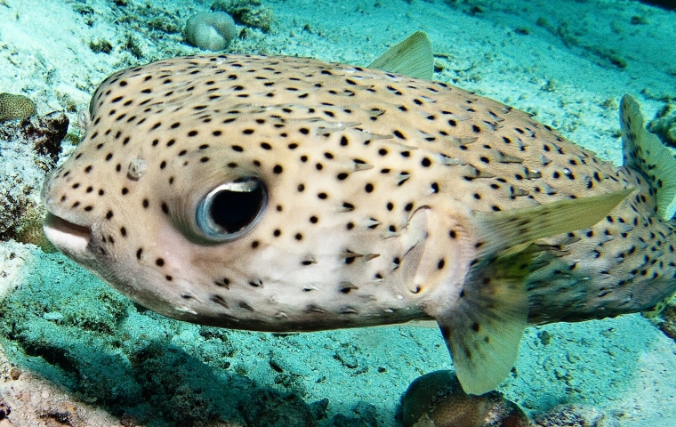 Sal Island dive centre